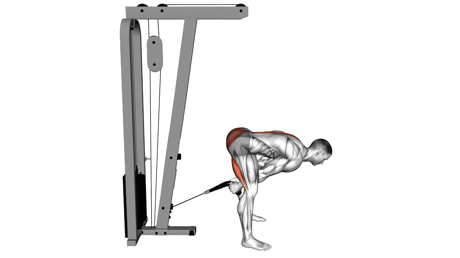 Cable Pull Through (with rope) exercise demonstration