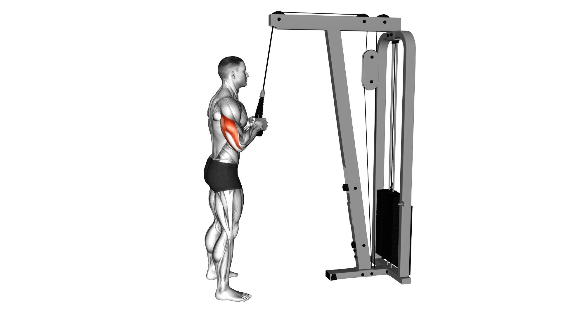 Cable Pushdown (with rope attachment) exercise demonstration
