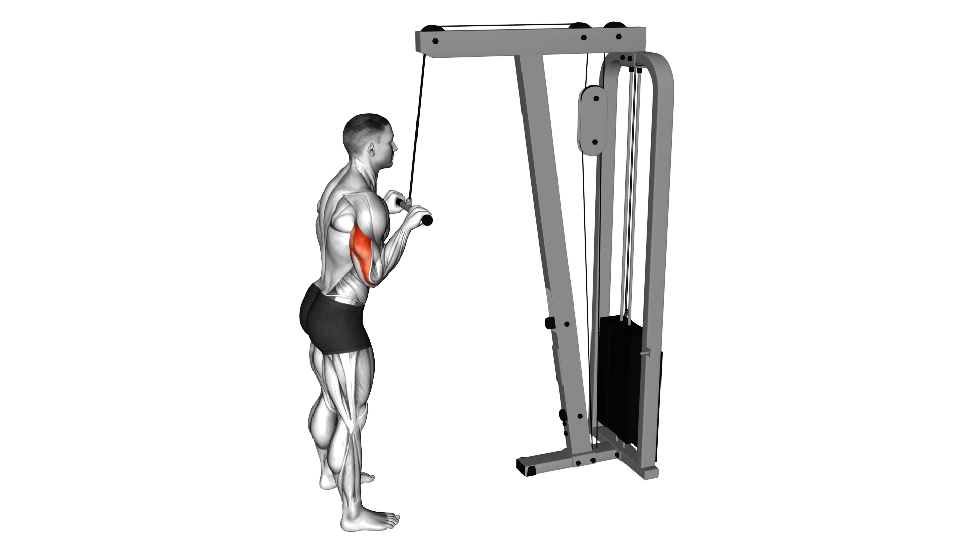 Cable Pushdown exercise demonstration