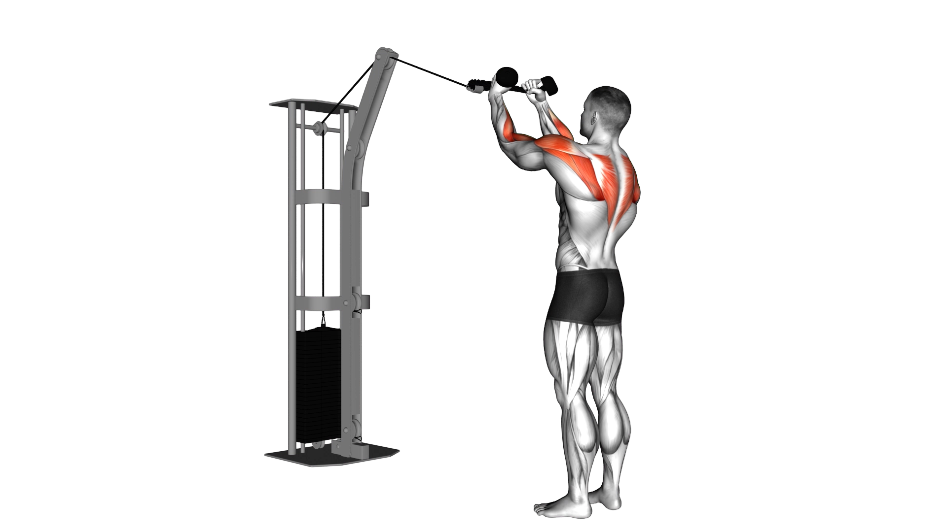 Cable Rear Delt Row (with rope) exercise demonstration