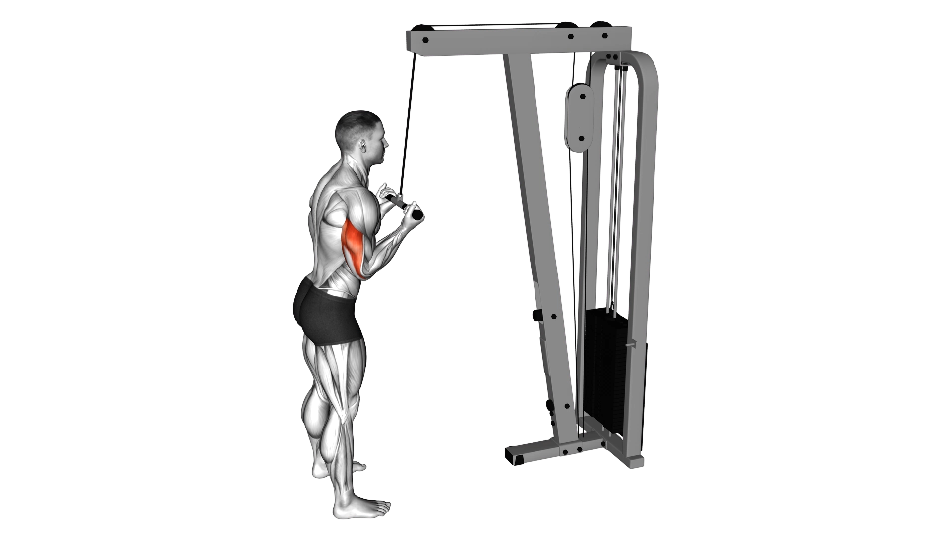 Cable Reverse grip Pushdown exercise demonstration