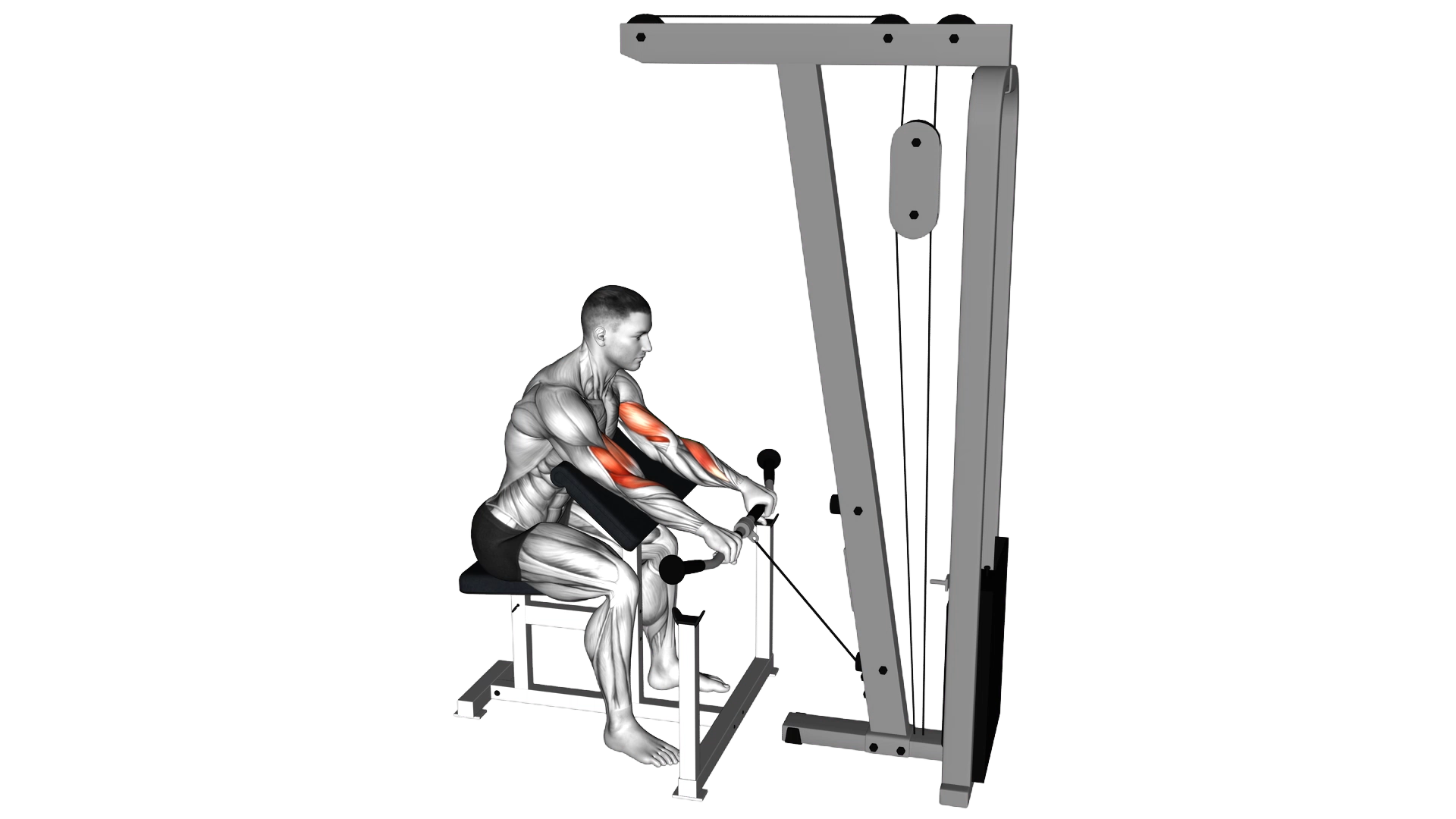 Cable Reverse Preacher Curl exercise demonstration