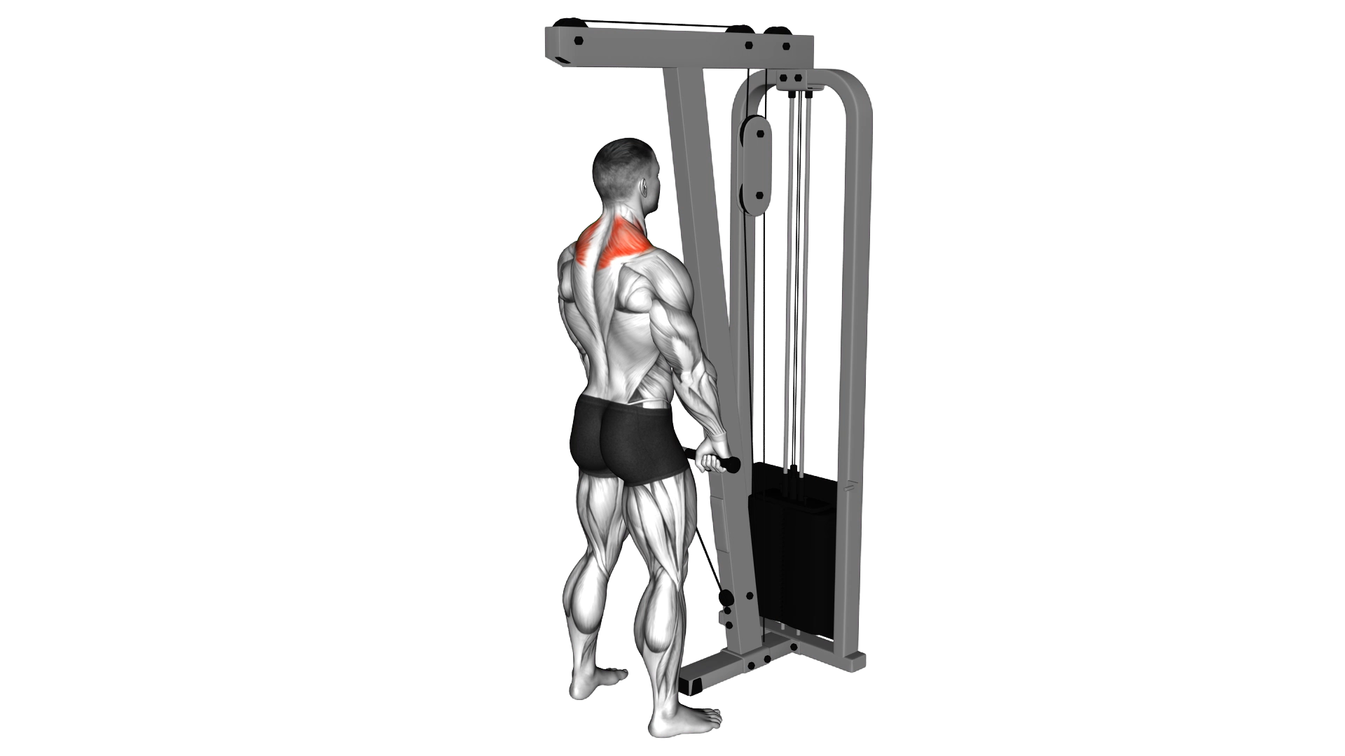 Cable Shrug exercise demonstration