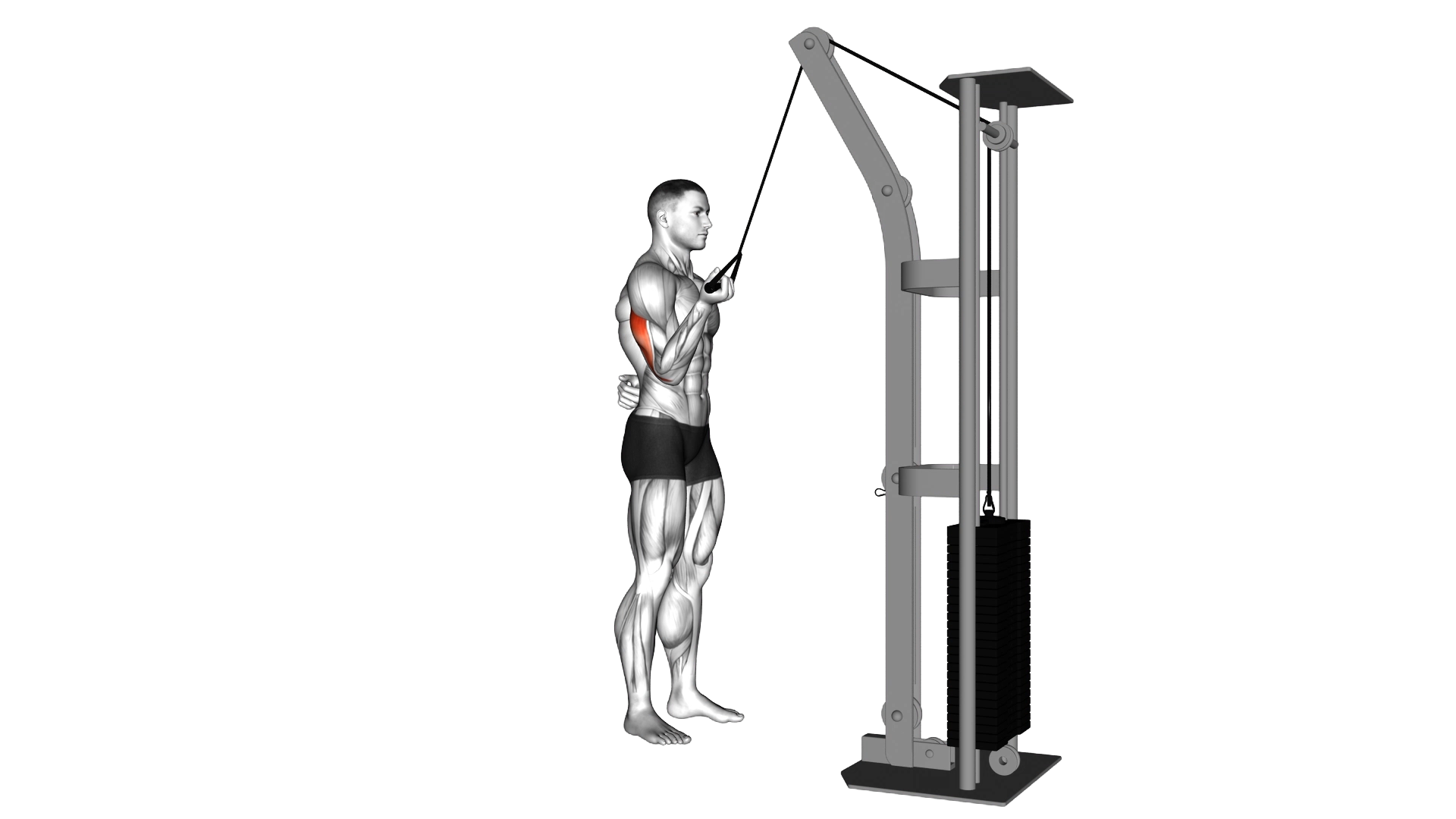 Cable Standing One Arm Triceps Extension exercise demonstration