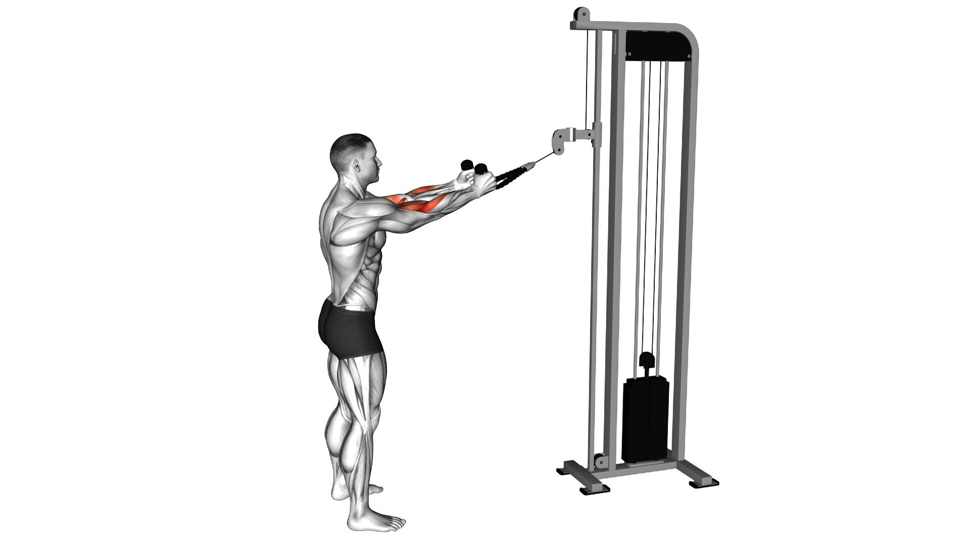 Cable Standing Pulldown (with rope) exercise demonstration