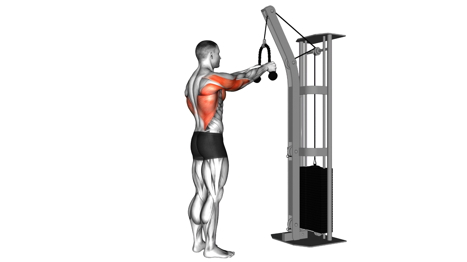 Cable Straight Arm Pulldown (with rope) exercise demonstration