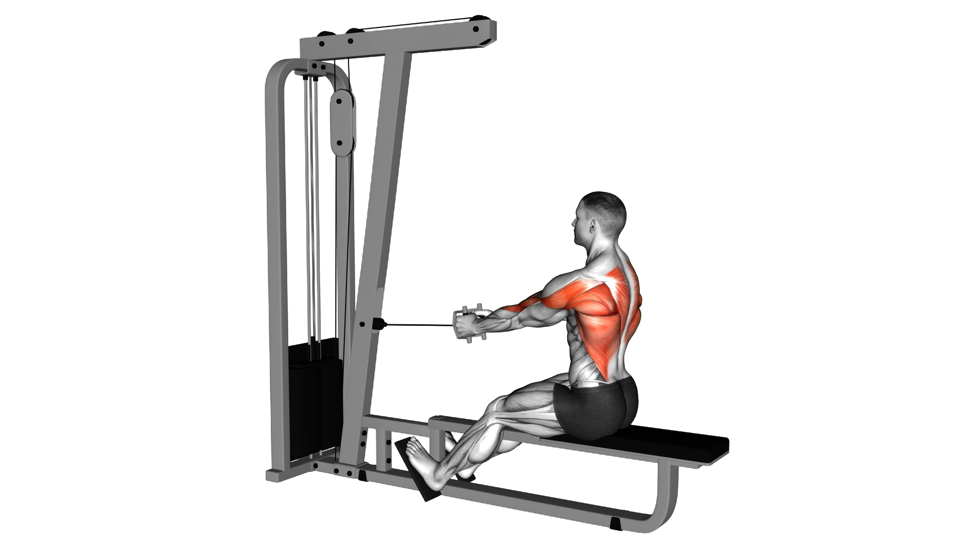 Cable Straight Back Seated Row exercise demonstration