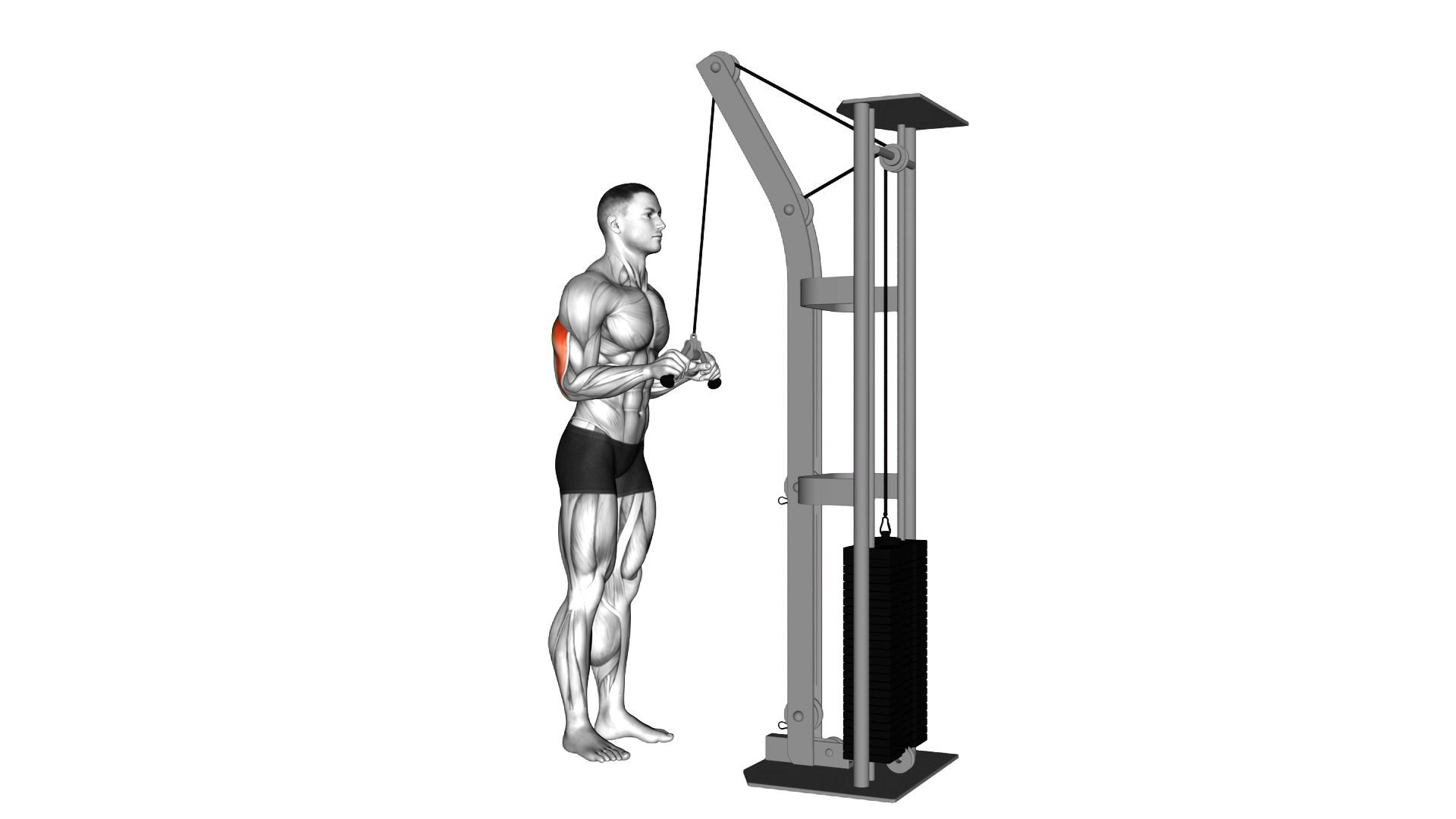 Cable Triceps Pushdown (V bar attachment) exercise demonstration