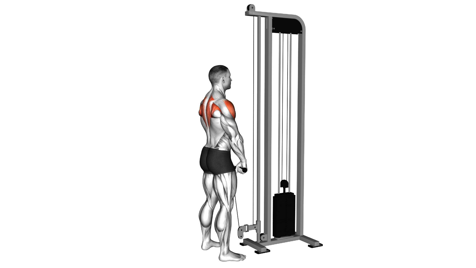 Cable Upright Row exercise demonstration
