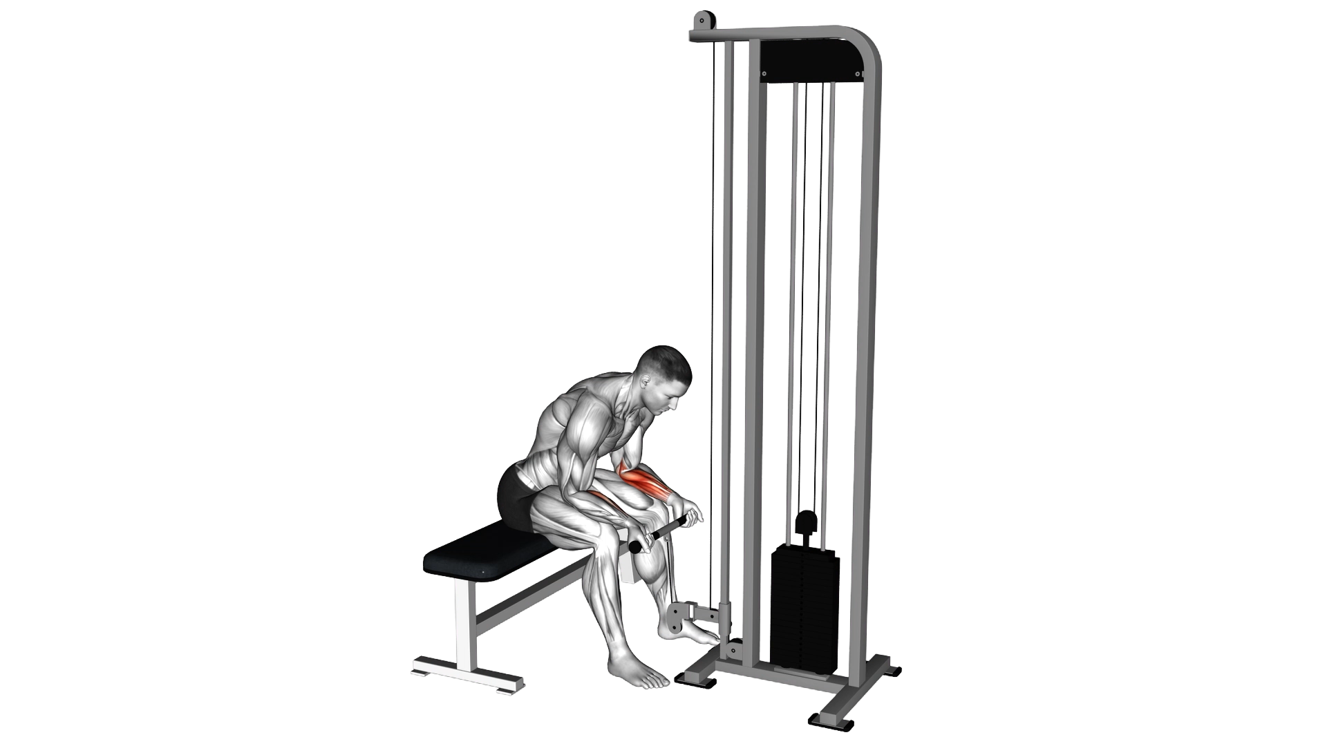 Cable Wrist Curl exercise demonstration