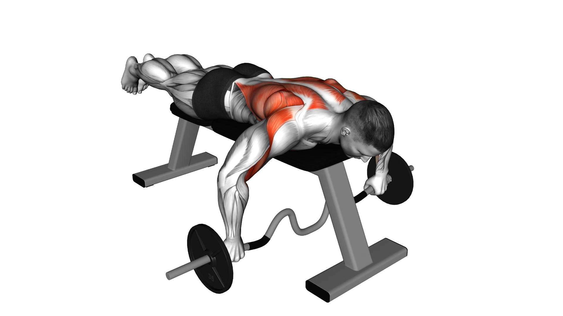 Cambered Bar Lying Row exercise demonstration
