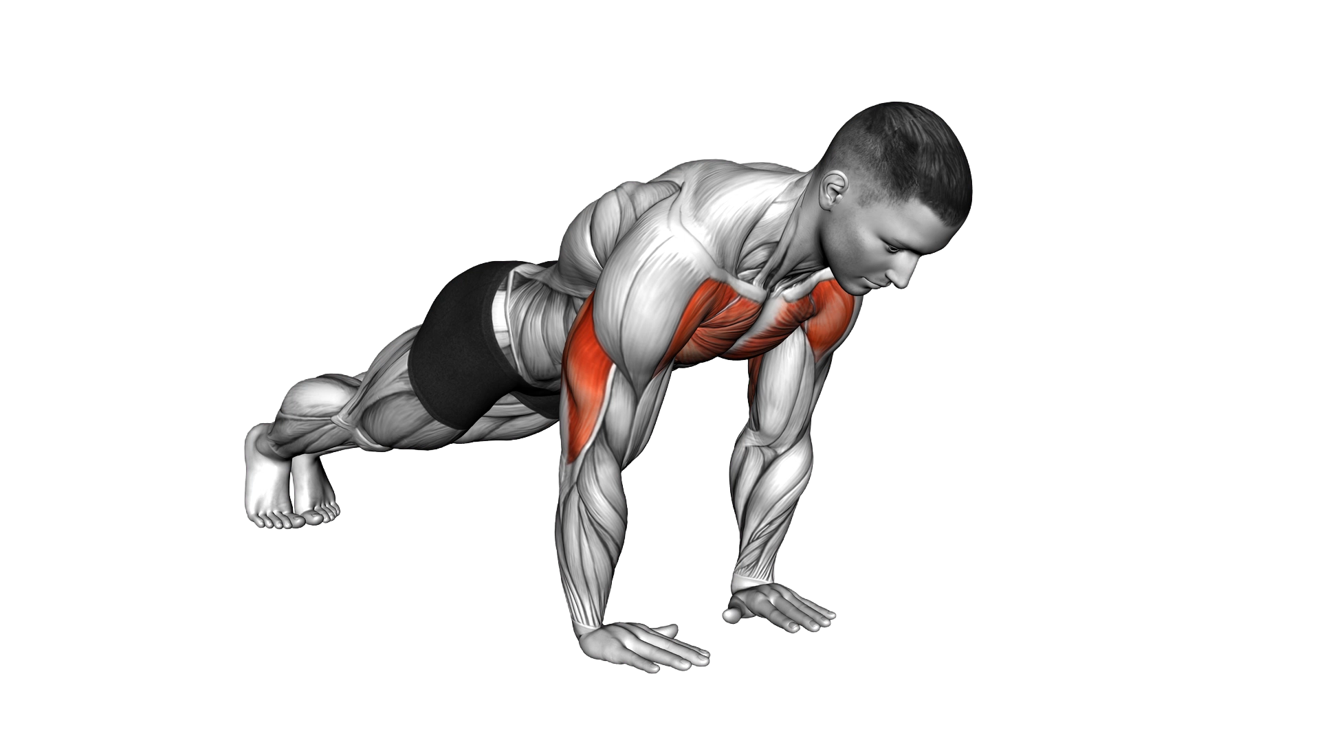 Close Grip Push up exercise demonstration