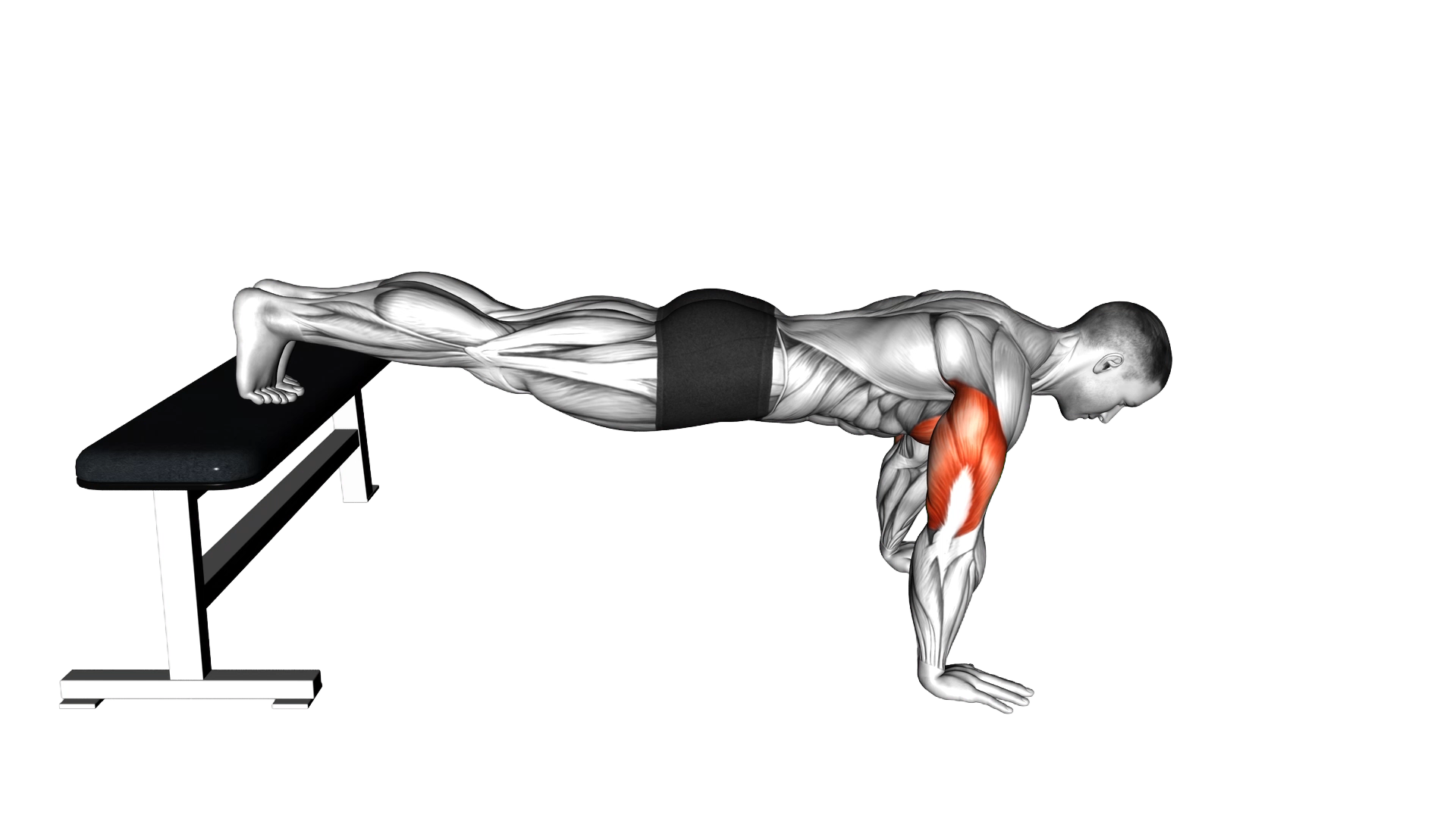 Decline Push Up exercise demonstration
