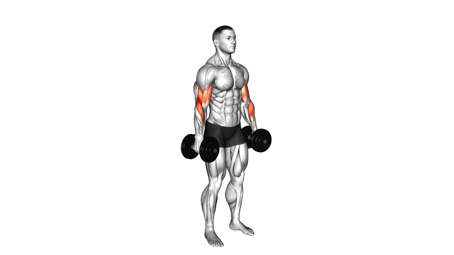 Dumbbell Alternate Biceps Curl exercise demonstration