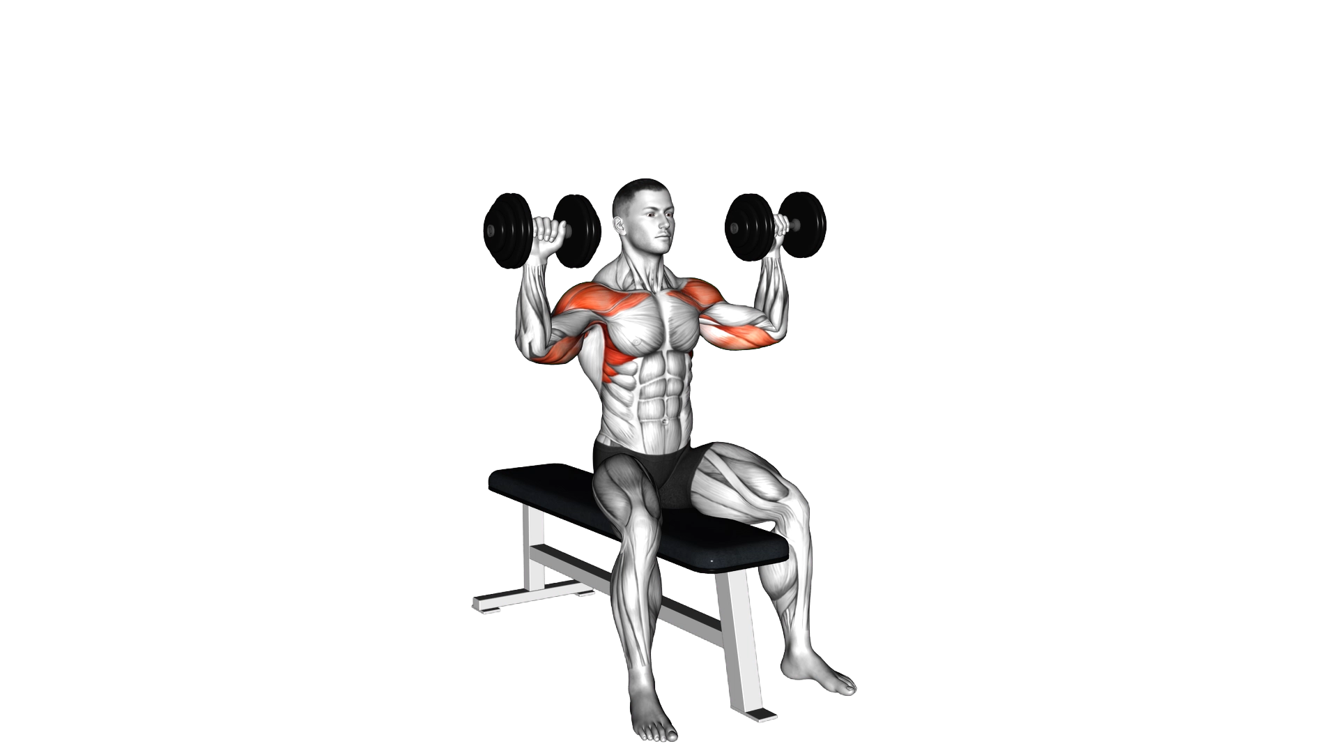 Dumbbell Bench Seated Press exercise demonstration