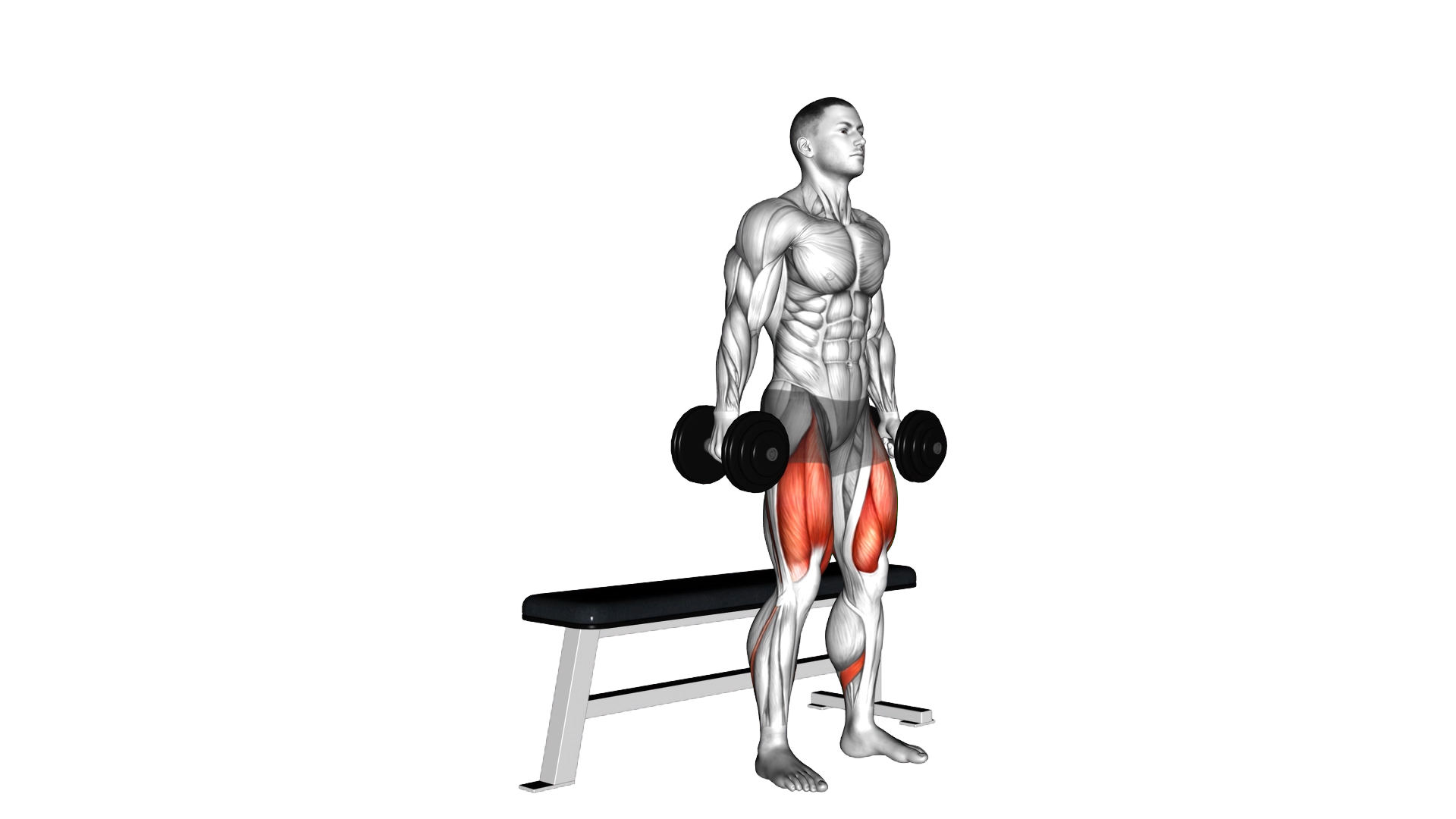Dumbbell Bench Squat exercise demonstration