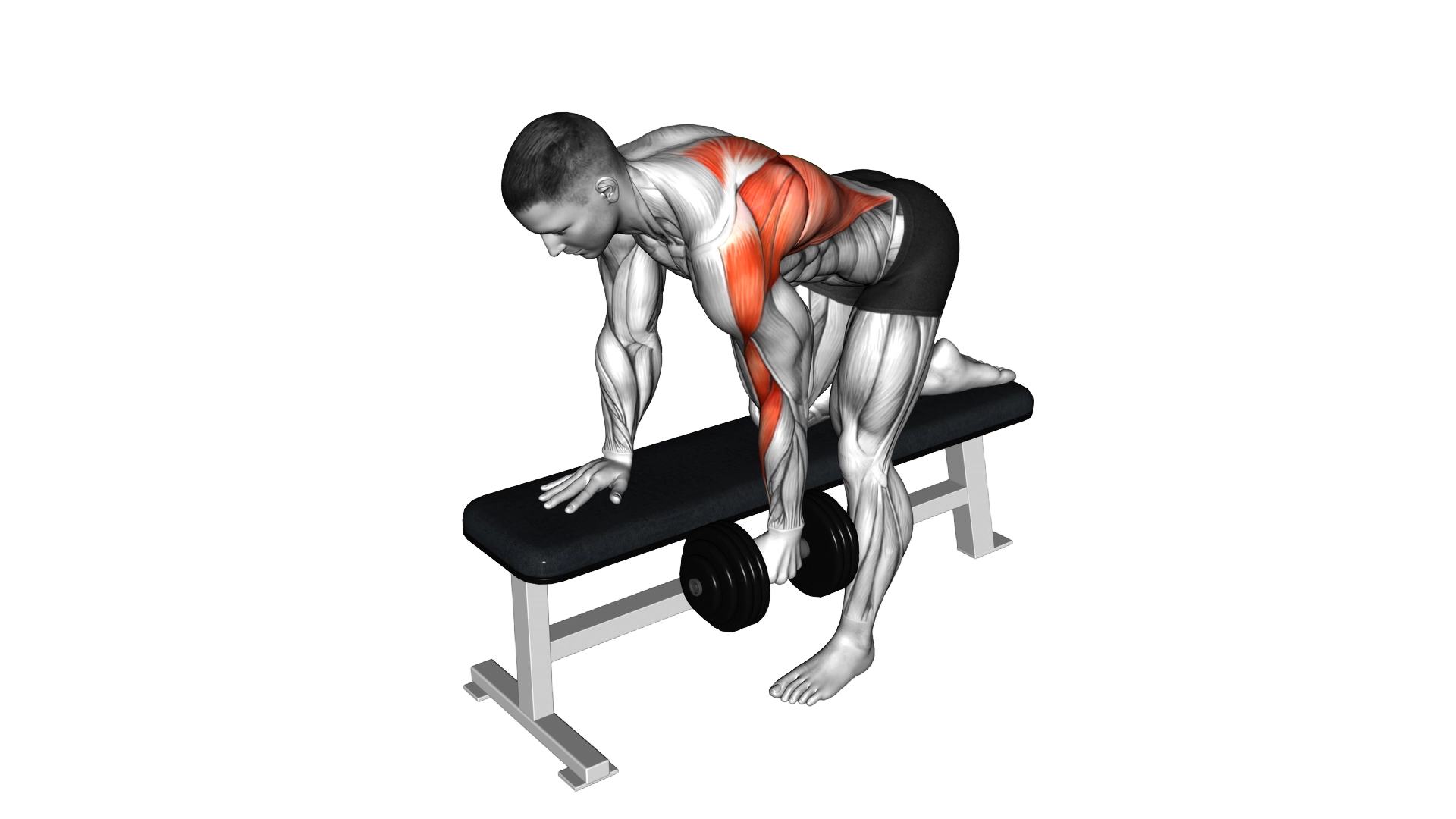 Dumbbell Bent over Row exercise demonstration