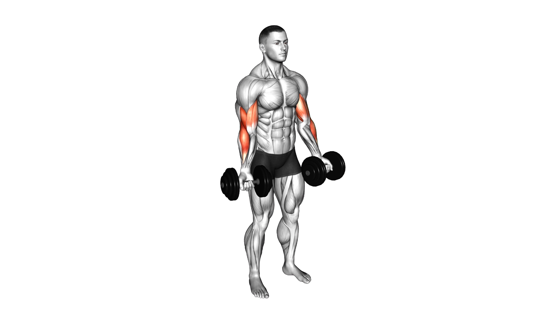 Dumbbell Biceps Curl exercise demonstration