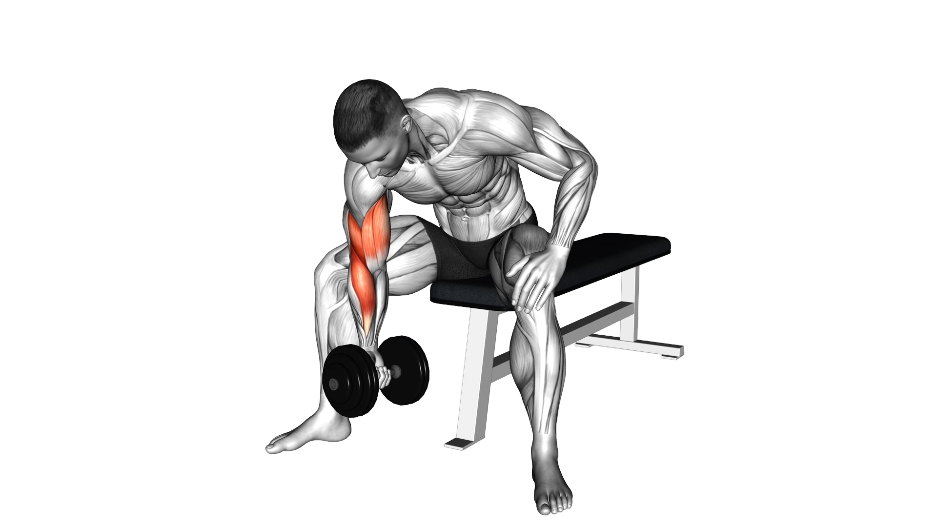 Dumbbell Concentration Curl exercise demonstration