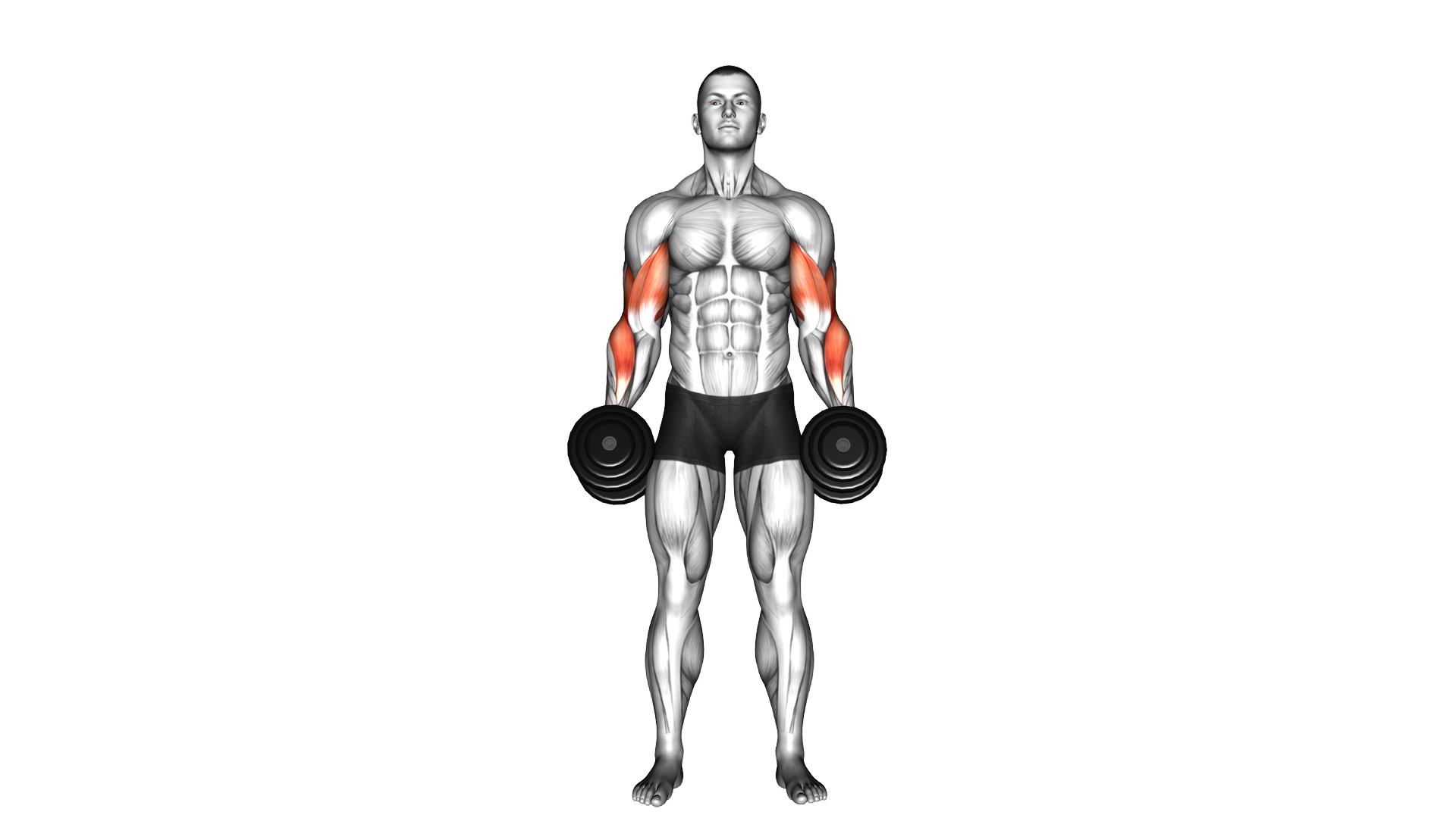 Dumbbell Cross Body Hammer Curl exercise demonstration