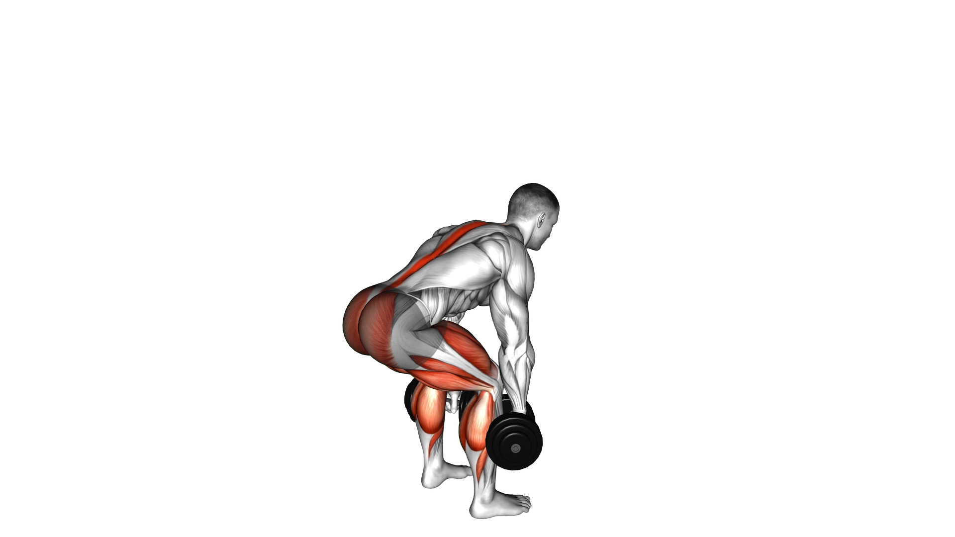 Dumbbell Deadlift exercise demonstration
