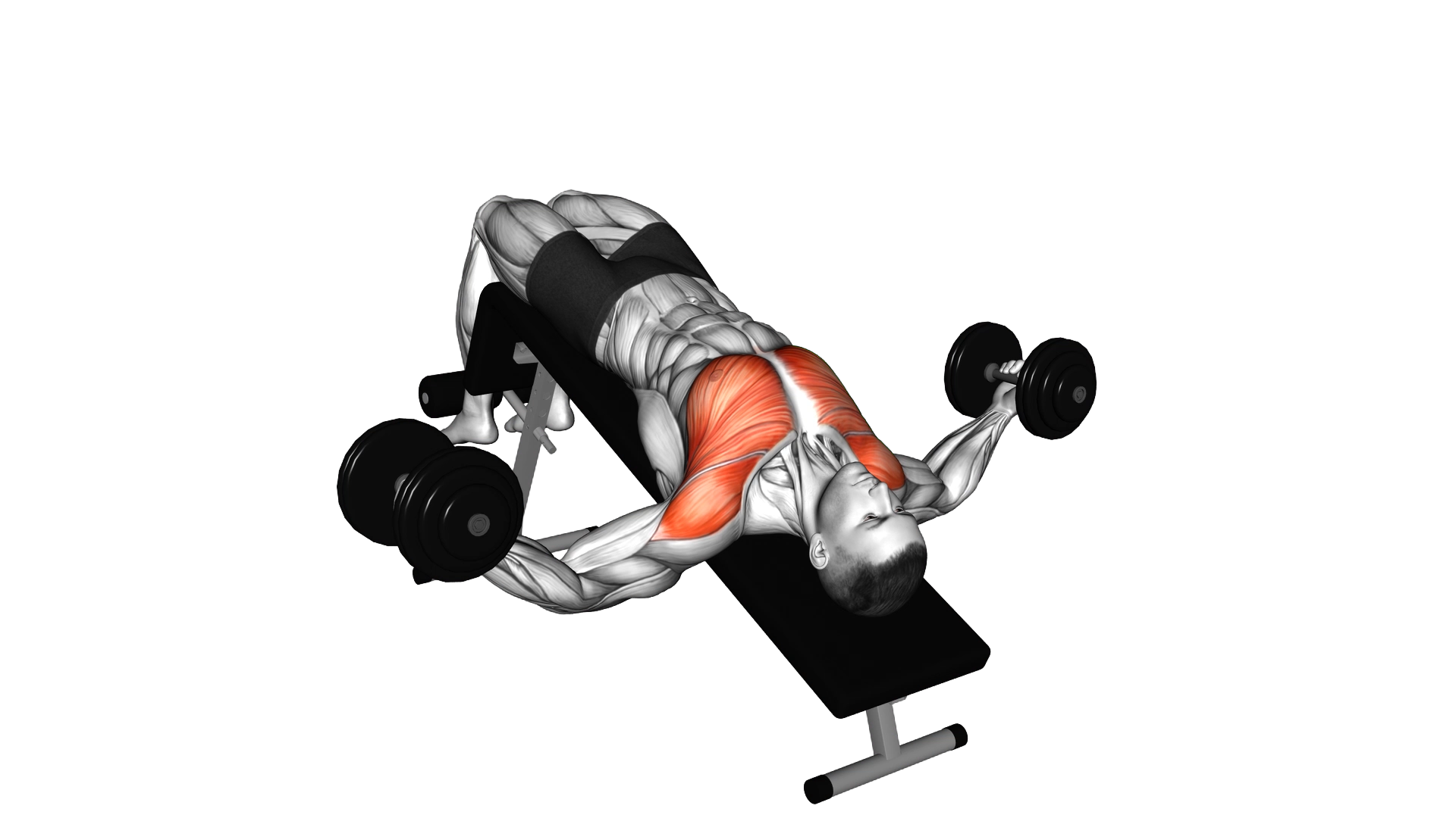 Dumbbell Decline Fly exercise demonstration