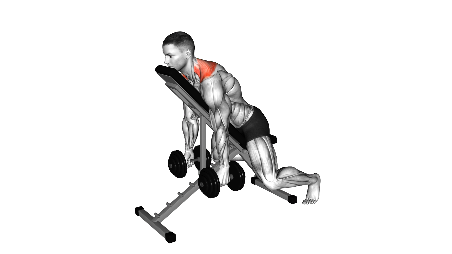Dumbbell Decline Shrug exercise demonstration