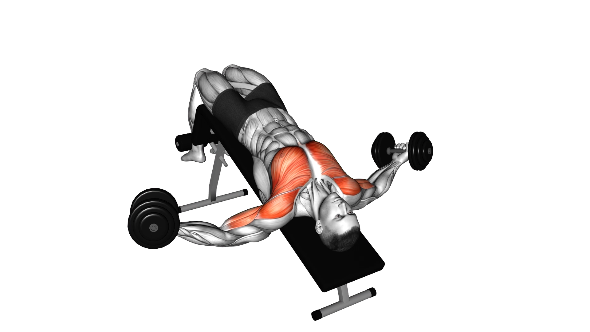 Dumbbell Decline Twist Fly exercise demonstration