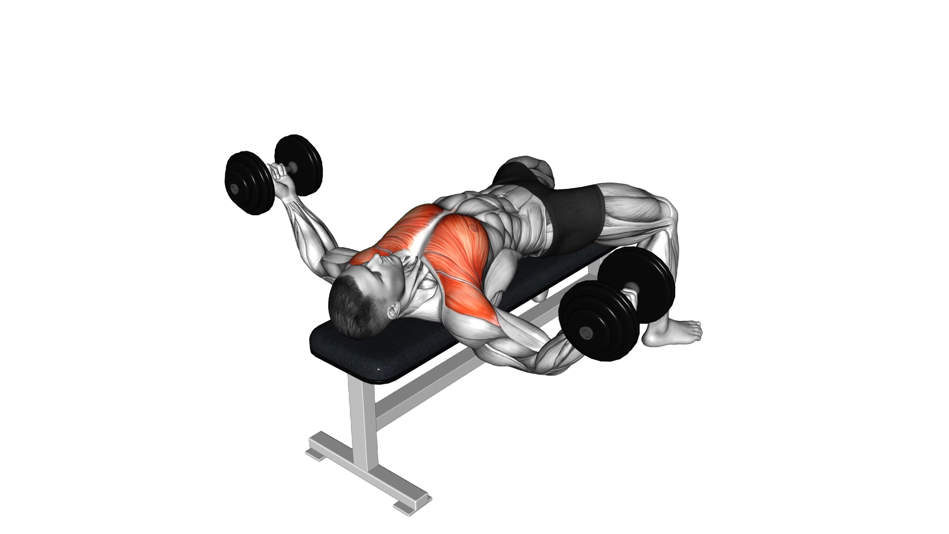 Dumbbell Fly exercise demonstration