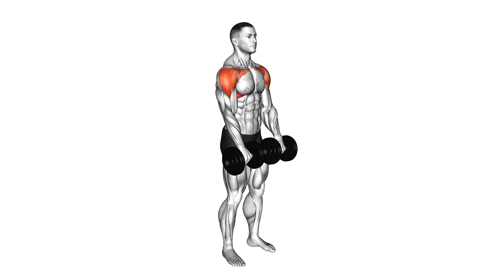 Dumbbell Front Raise exercise demonstration