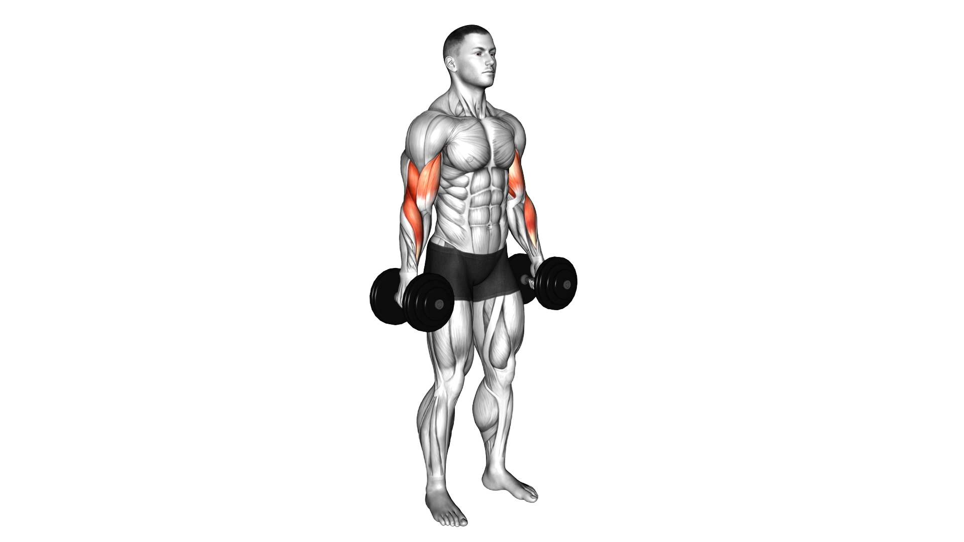 Dumbbell Hammer Curl exercise demonstration