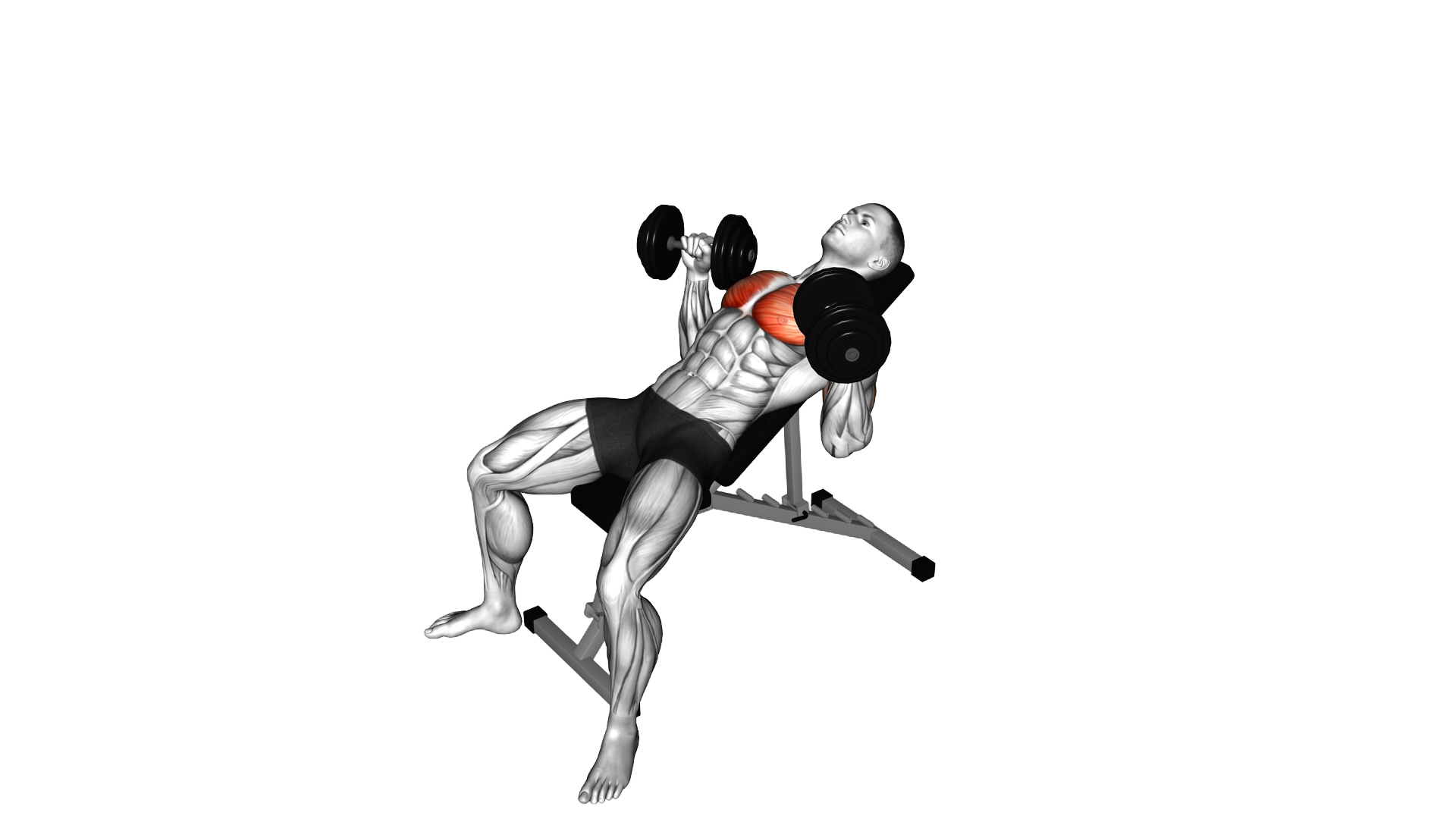 Dumbbell Incline Bench Press exercise demonstration