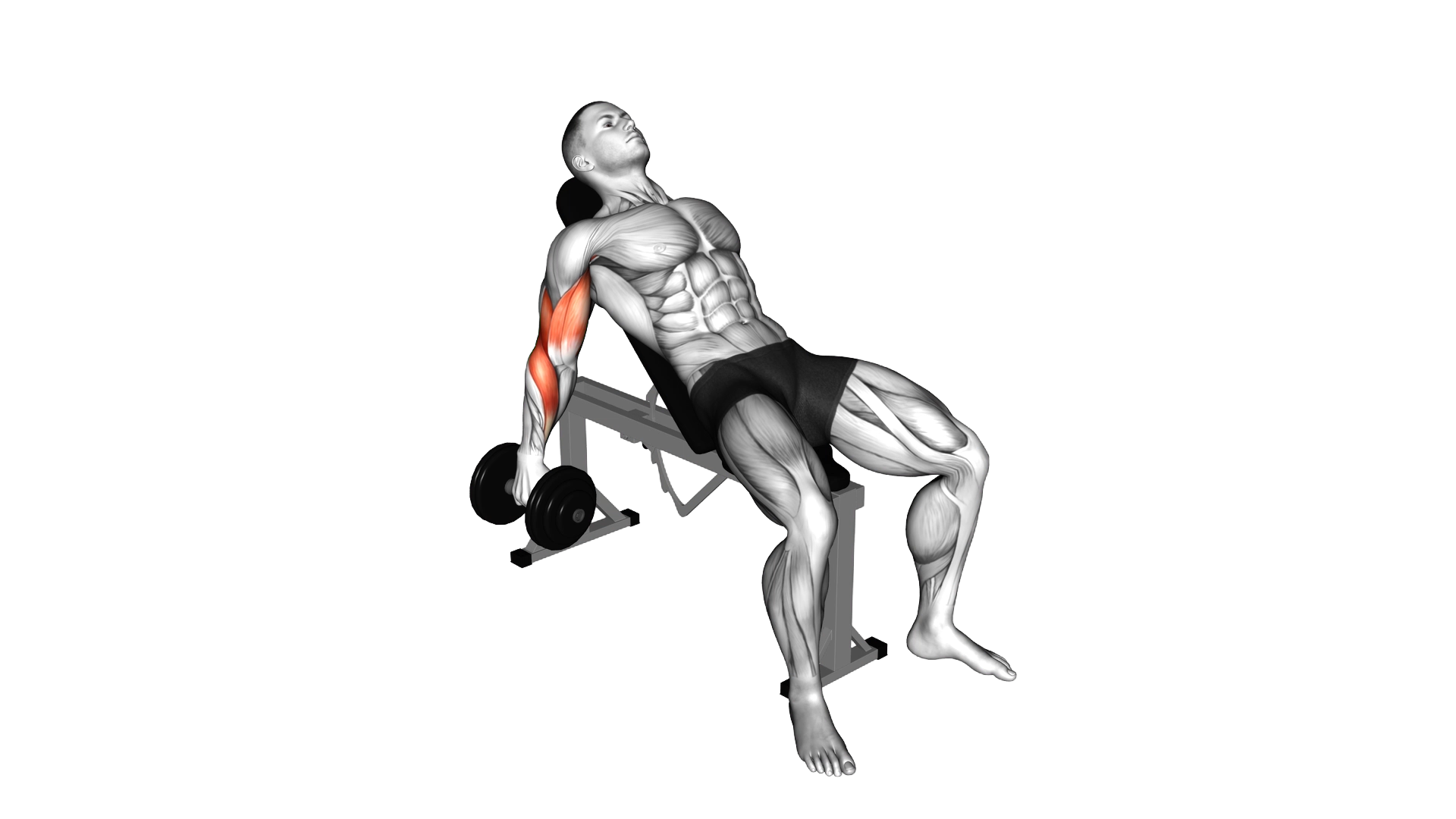 Dumbbell Incline Biceps Curl exercise demonstration
