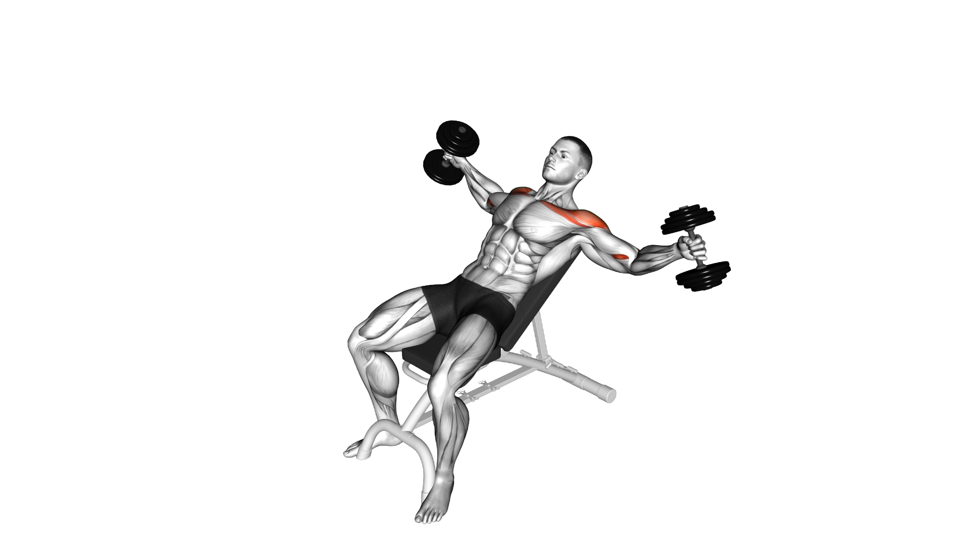 Dumbbell Incline Breeding exercise demonstration
