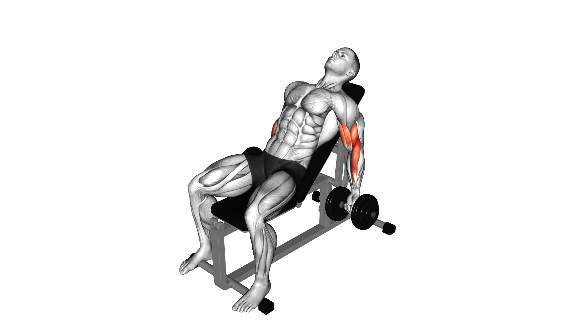 Dumbbell Incline Curl II exercise demonstration