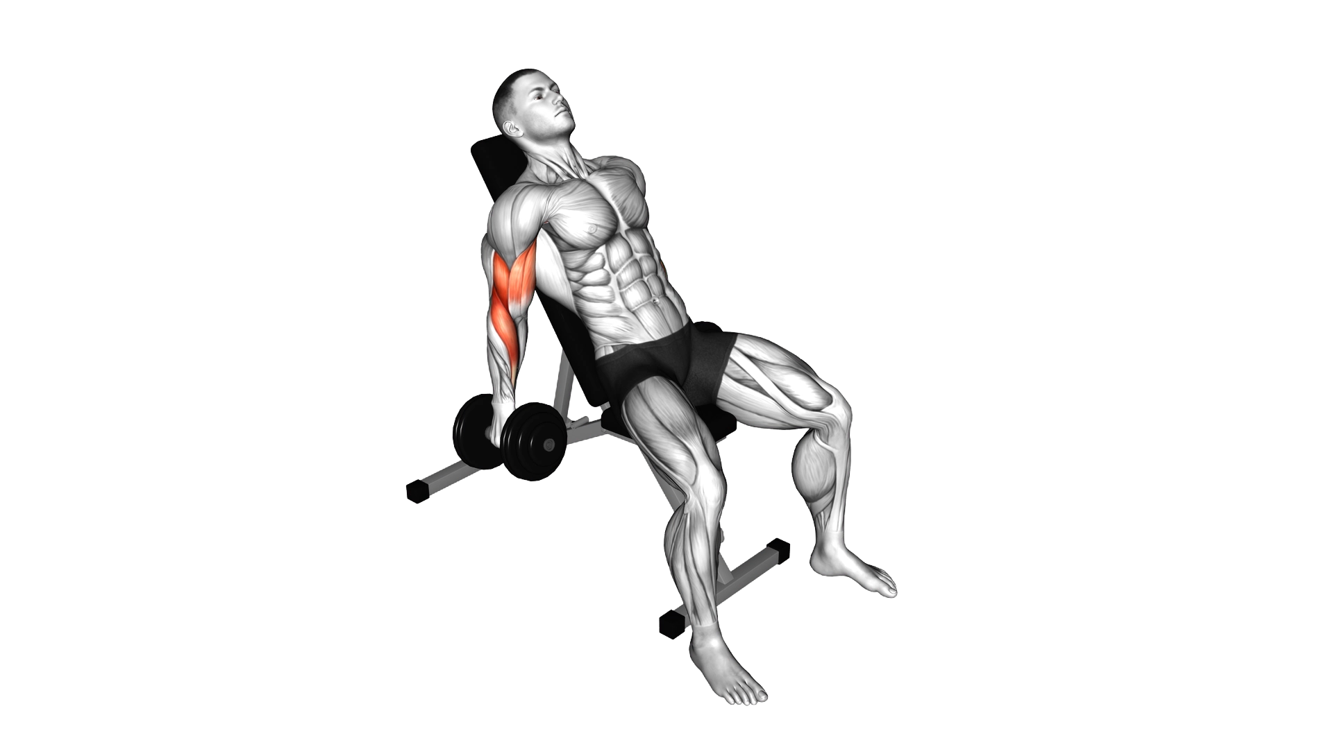 Dumbbell Incline Curl exercise demonstration
