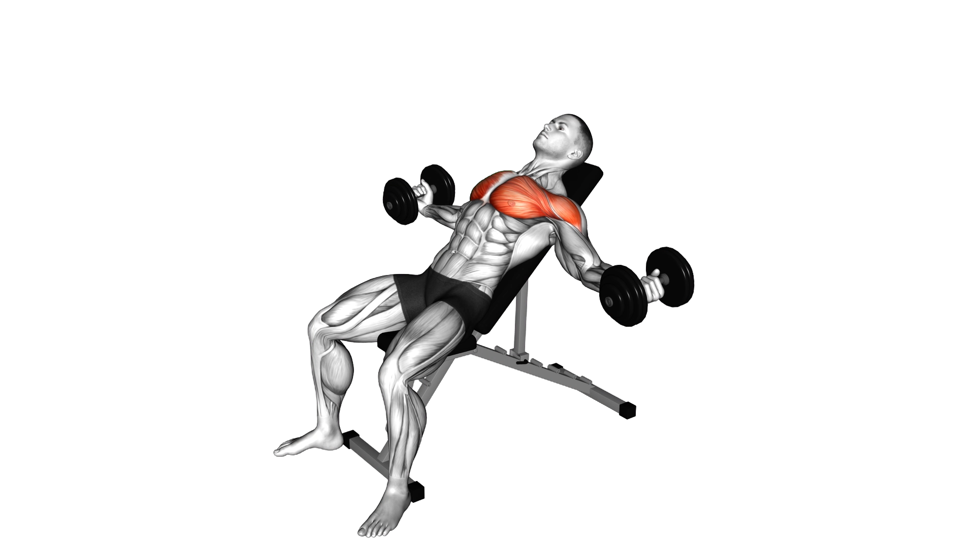 Dumbbell Incline Fly exercise demonstration