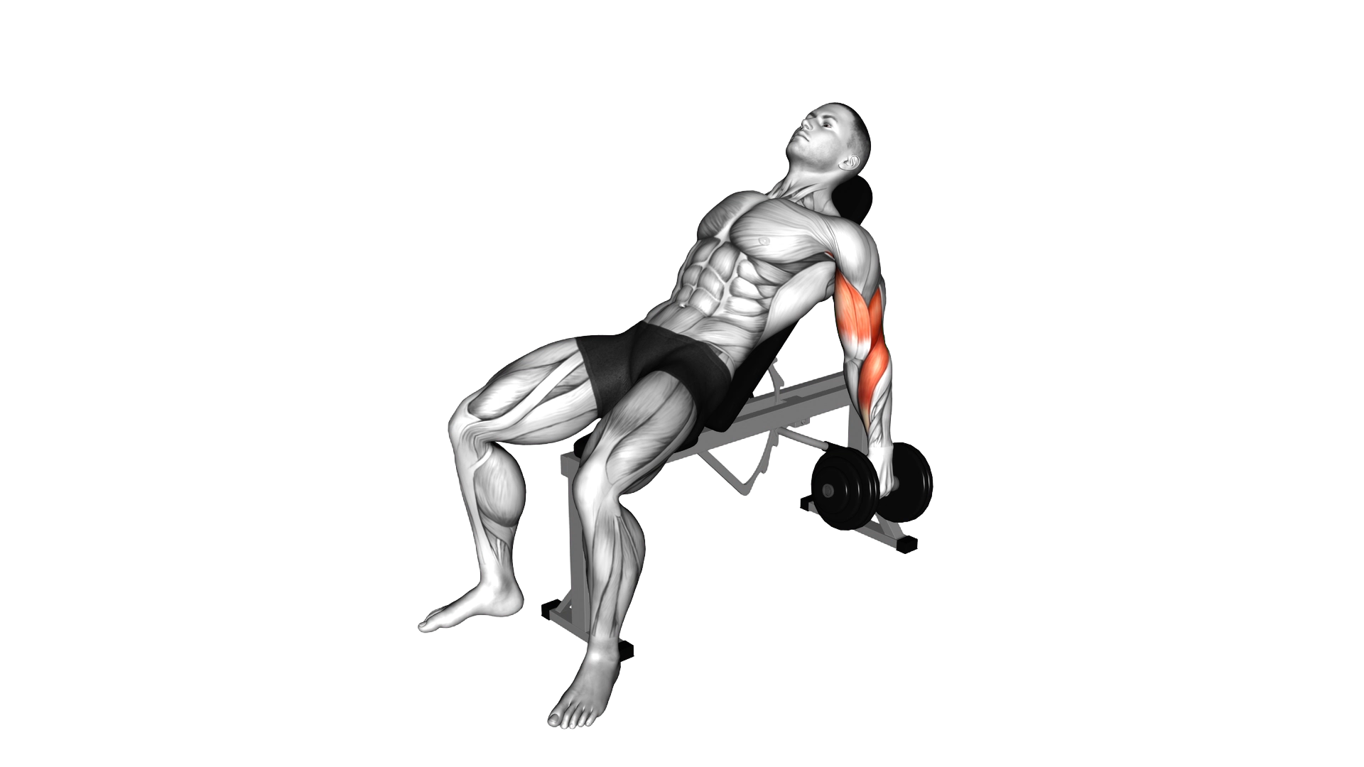Dumbbell Incline Hammer Curl exercise demonstration