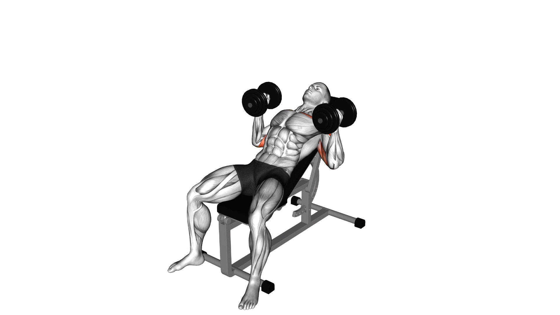 Dumbbell Incline Hammer Press exercise demonstration