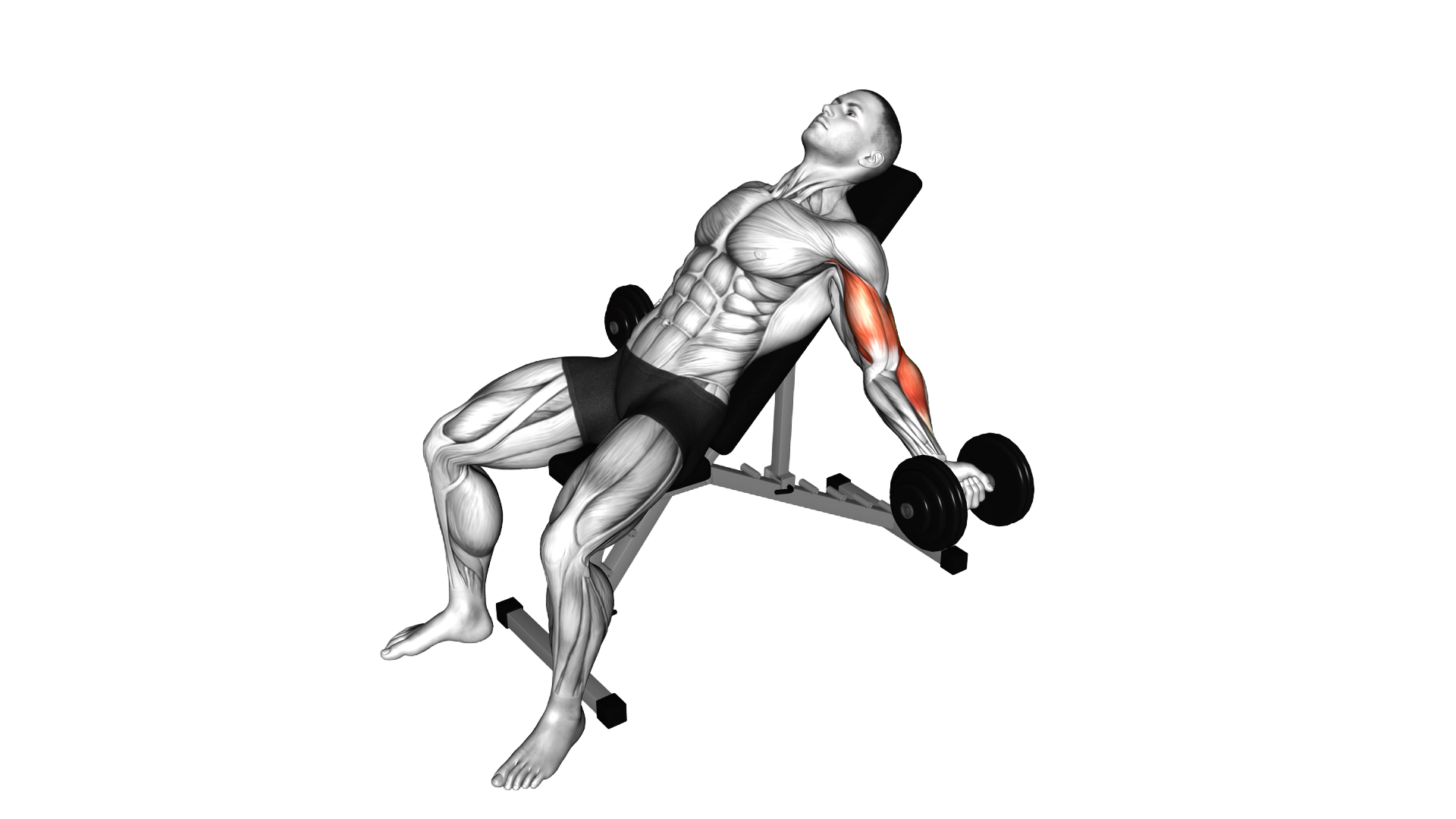Dumbbell Incline Inner Biceps Curl exercise demonstration