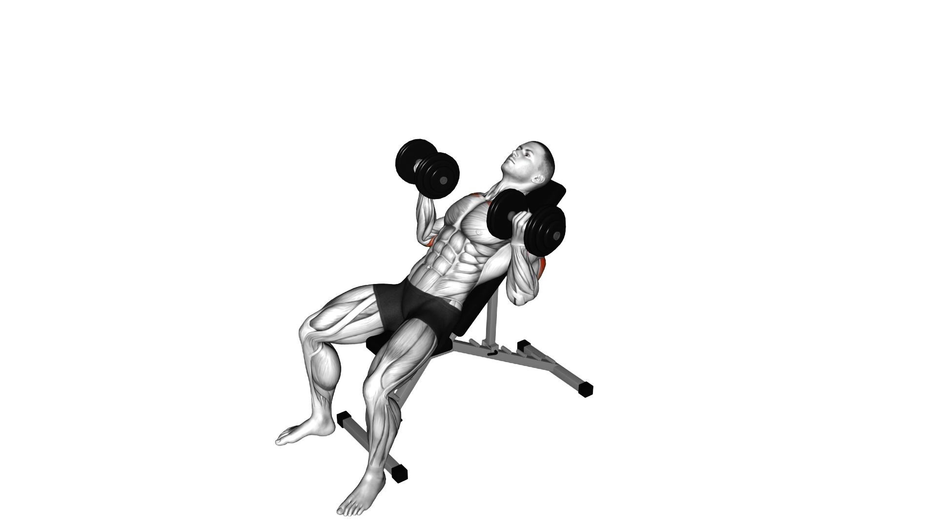 Dumbbell Incline Palm in Press exercise demonstration