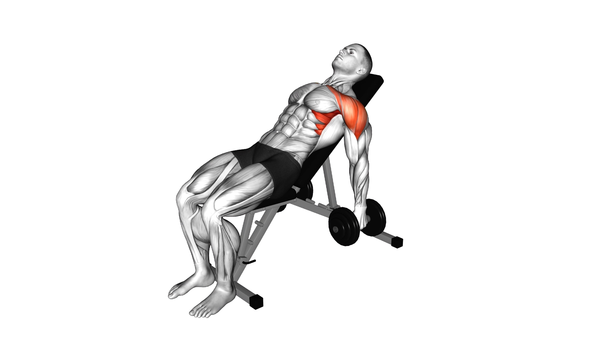 Dumbbell Incline Raise exercise demonstration