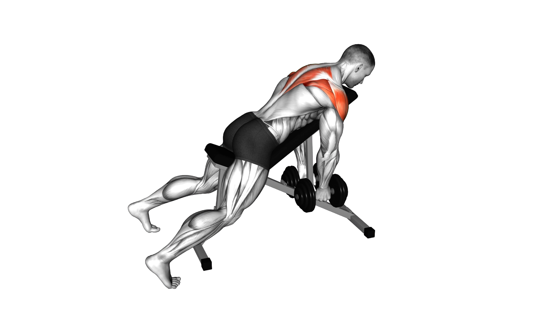 Dumbbell Incline Rear Lateral Raise exercise demonstration