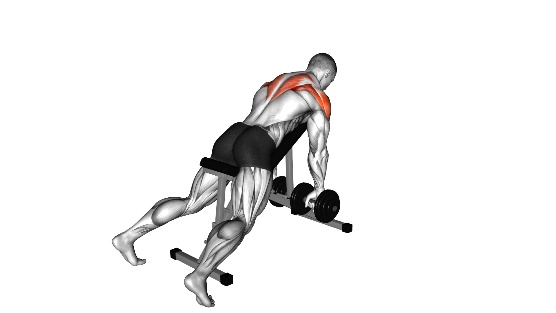 Dumbbell Incline Row exercise demonstration