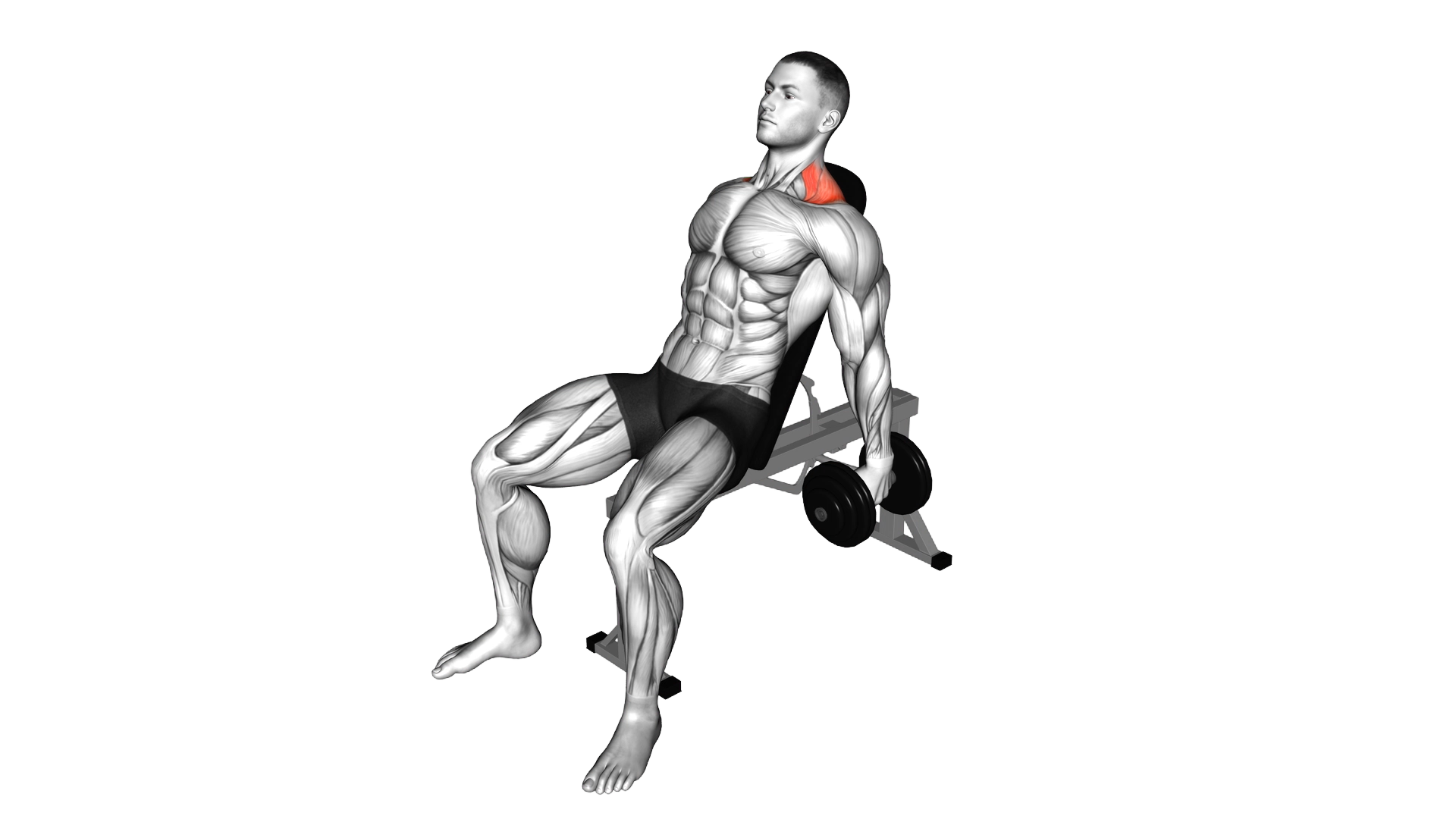 Dumbbell Incline Shrug exercise demonstration