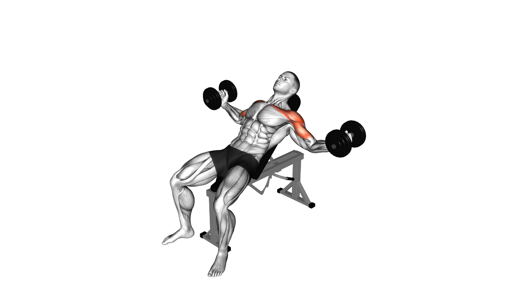 Dumbbell Incline Twisted Fly exercise demonstration