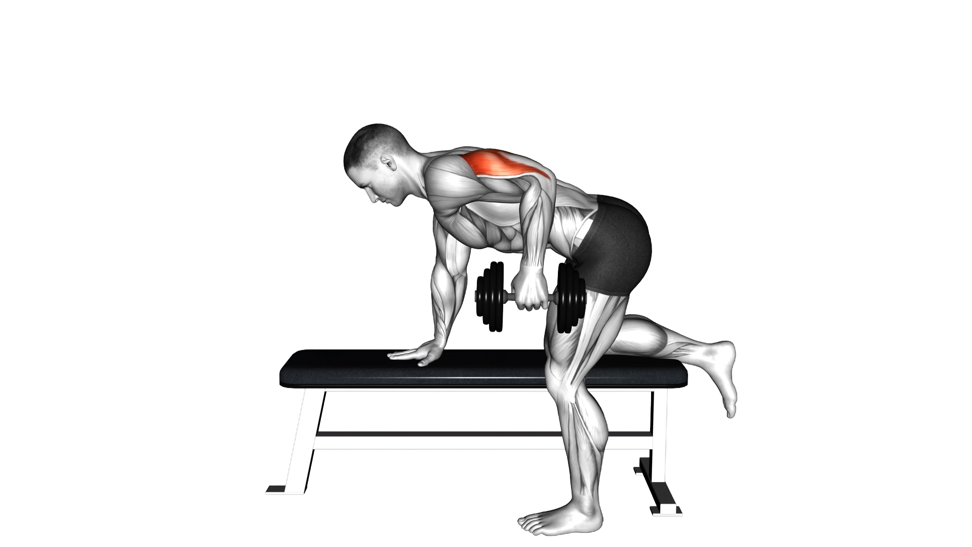 Dumbbell Kickback exercise demonstration
