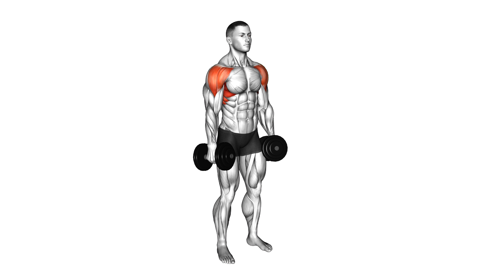 Dumbbell Lateral Raise exercise thumbnail