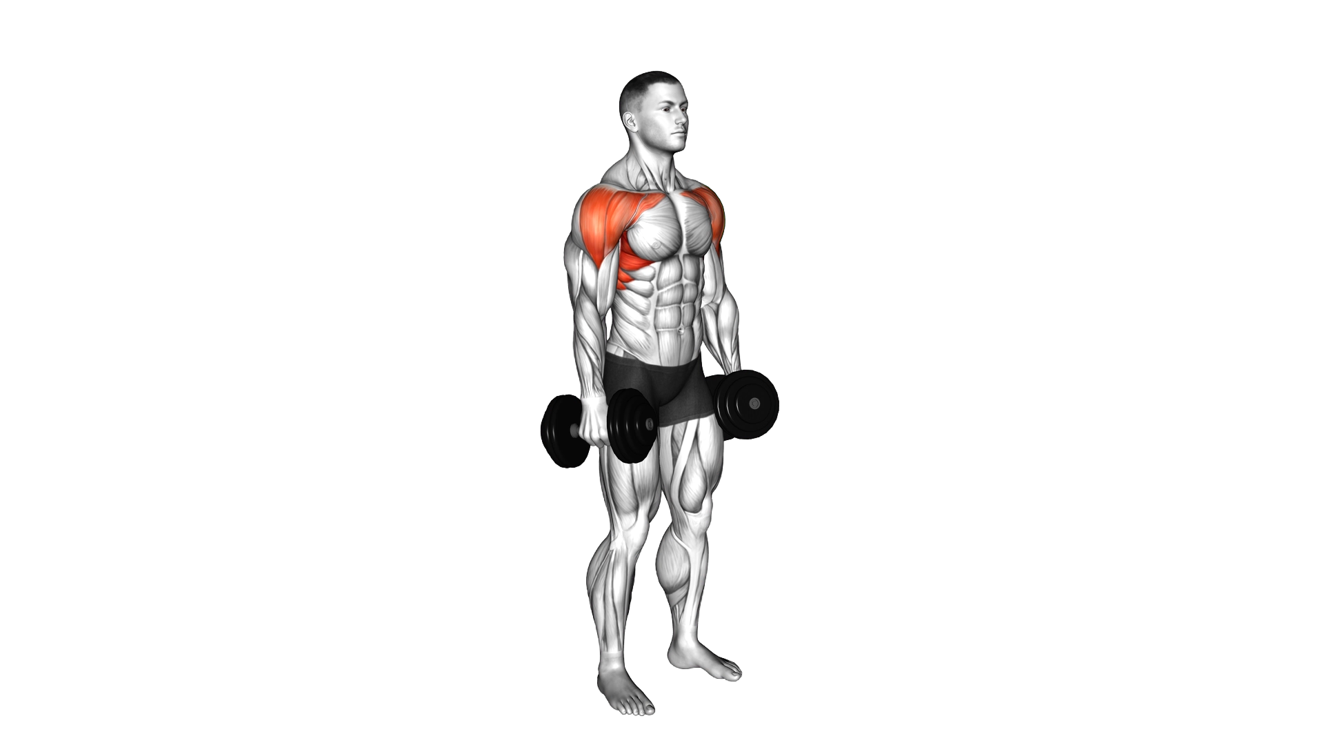 Dumbbell Lateral to Front Raise exercise thumbnail