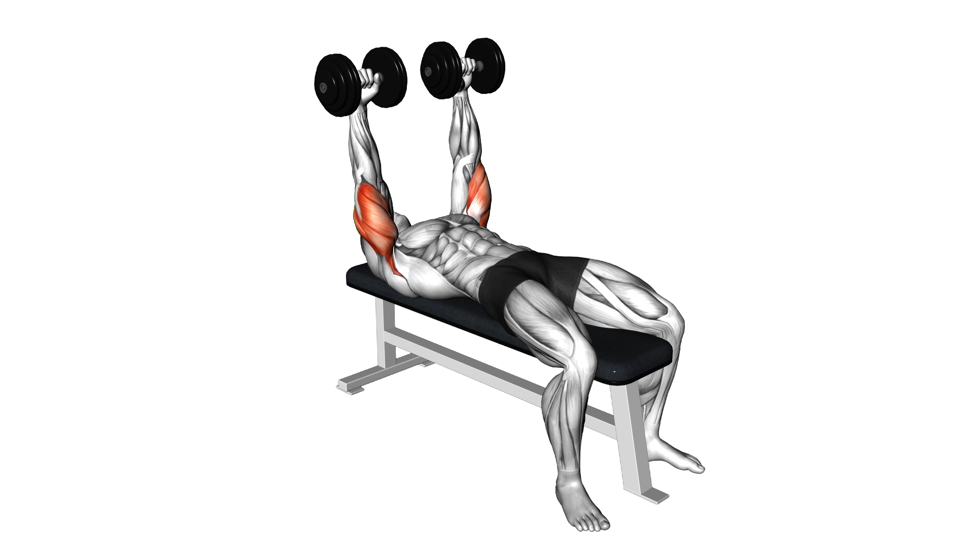 Dumbbell Lying Extension (across face) exercise thumbnail
